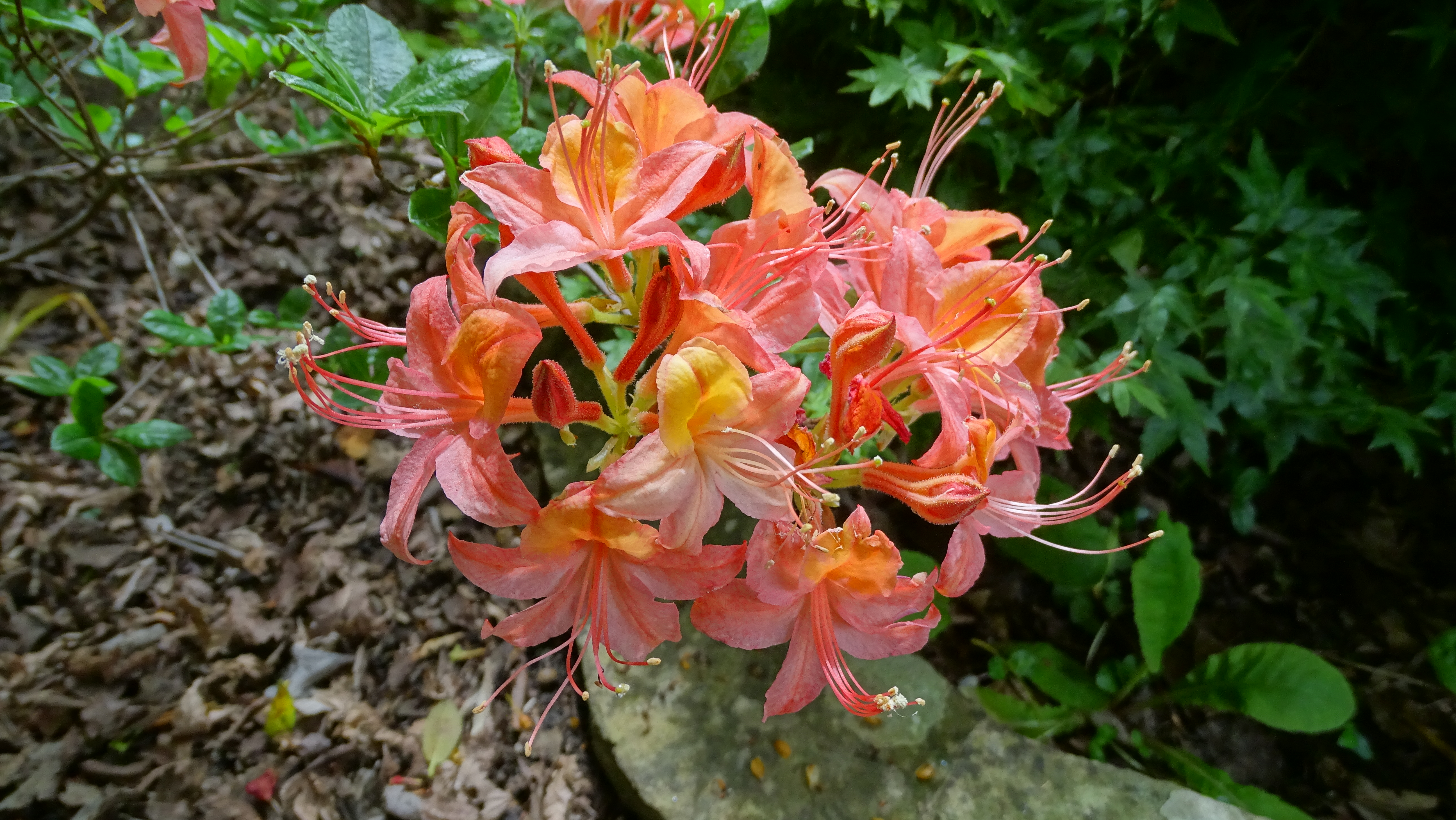 'Midsummer Coral'